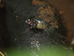 Actocetor indicus