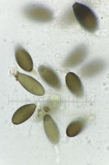 Podospora pleiospora