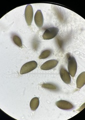 Podospora pleiospora