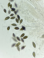 Podospora pleiospora