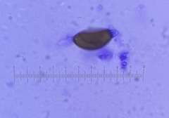 Podospora pleiospora