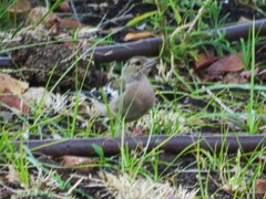 Fringilla coelebs balearica