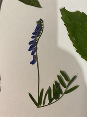 Vicia cracca