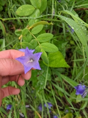 Campanula alaskana