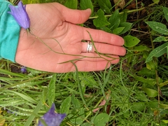 Campanula alaskana