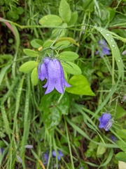 Campanula alaskana