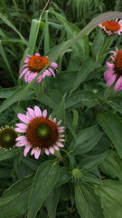 Echinacea purpurea