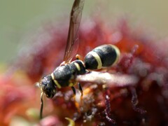 Parancistrocerus rectangulis