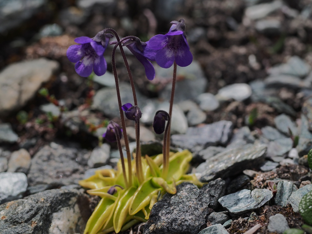 Pinguicula leptoceras, 3906 Saas Fee, Switzerland