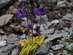 Pinguicula leptoceras