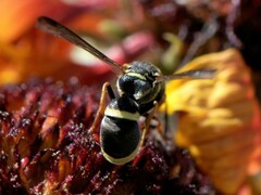Parancistrocerus rectangulis