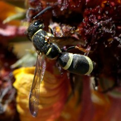 Parancistrocerus rectangulis