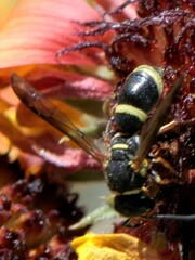 Parancistrocerus rectangulis