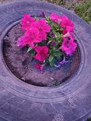 Petunia × atkinsiana