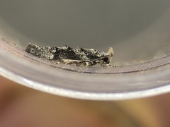 Coleotechnites atrupictella