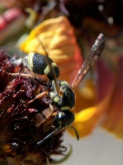Parancistrocerus rectangulis