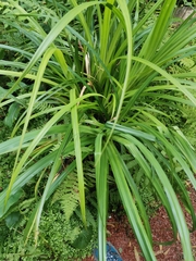 Carex leviosa