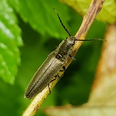 Proludius silvaticus