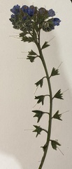 Symphytum caucasicum