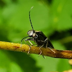 Proludius silvaticus