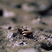 Uneven Fiddler Crab - Photo (c) Michael Rosenberg, some rights reserved (CC BY-NC)