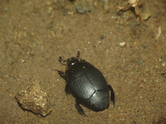 Atholus maindronii