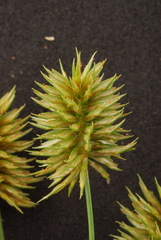 Cyperus retroflexus