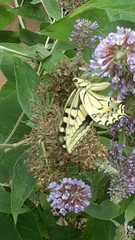 Papilio machaon