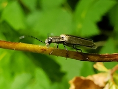 Proludius silvaticus