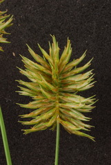 Cyperus retroflexus