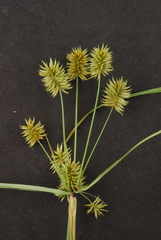 Cyperus retroflexus