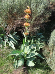 Gentiana lutea aurantiaca