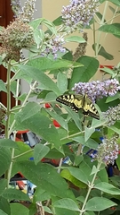 Papilio machaon