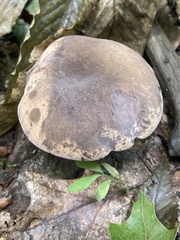 Tylopilus alboater