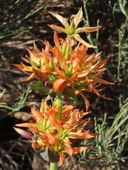 Gentiana lutea aurantiaca
