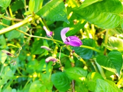 Brillantaisia lamium