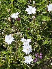 Heliosperma pusillum