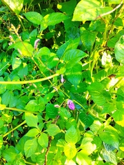 Brillantaisia lamium