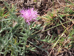 Jurinea humilis