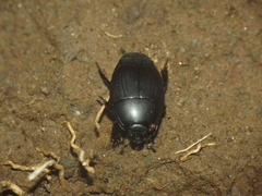 Atholus maindronii