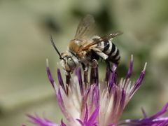 Amegilla quadrifasciata