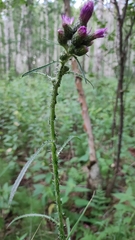 Cirsium palustre