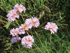 Armeria duriaei