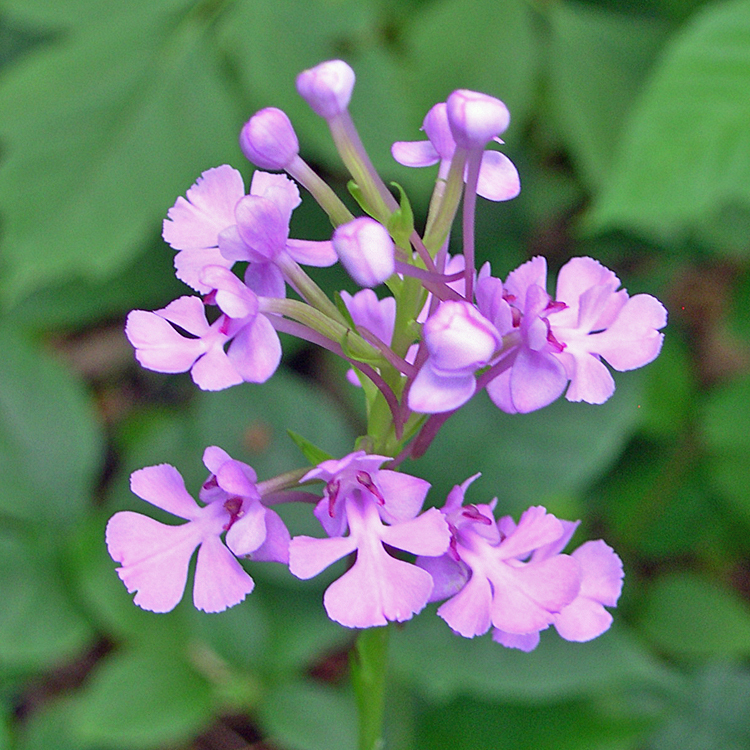 Platanthera peramoena