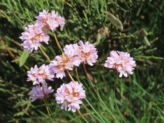 Armeria duriaei