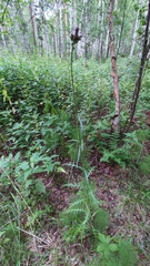 Cirsium palustre