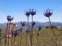 Phyteuma hemisphaericum
