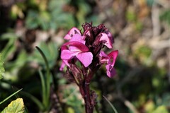 Pedicularis nordmanniana