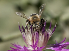 Amegilla quadrifasciata