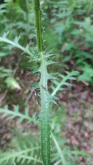 Cirsium palustre